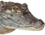 FeelsOCaiman emote for Discord