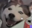 FelizDog emote for Discord