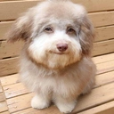 FLODADOG static emote for Discord, Twitch and Slack