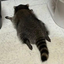 flatraccoon emote for Discord