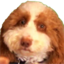 floofy emote for Discord