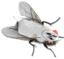 flydega emote for Discord