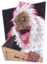 FluffyCrate emote for Discord