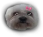 Flopfer emote for Discord