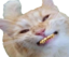 FLORIDACAT emote for Discord