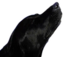 Floyd emote for Discord