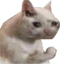 FlexCat emote for Discord