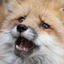 FoxOhNo emote for Discord