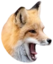 FoxPog emote for Discord