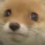 foxConcern emote for Discord