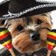 forsenPerro emote for Discord