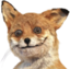 foxaga emote for Discord