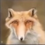 FoxNose emote for Discord