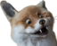 foxyep emote for Discord