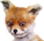 foxpon emote for Discord