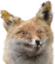 foxhuh emote for Discord