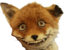 foxprivet emote for Discord