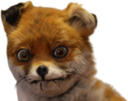 foxcringe static emote for Discord, Twitch and Slack
