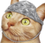 foilcat emote for Discord