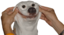 ForcedSmile emote for Discord