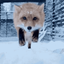 fox emote for Discord