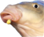 fishHuhL emote for Discord