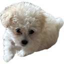 FiFi static emote for Discord, Twitch and Slack