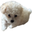 FiFi emote for Discord