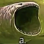 fishSayAA emote for Discord