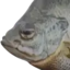 fishSad emote for Discord