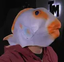 Fisch emote for Discord