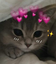 filacat emote for Discord