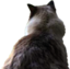 finniLooking emote for Discord