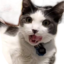 FinnLick emote for Discord