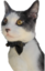 FinnBowtie emote for Discord