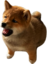 FinnBark emote for Discord