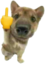 FiddyDog emote for Discord