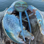 FisheyeFreshLobster emote for Discord
