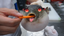 FiFiGoesFish emote for Discord