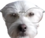 fidiNERD emote for Discord