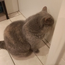 fineuh static emote for Discord, Twitch and Slack