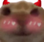 FlushedCat emote for Discord