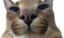 FloppaLookingAtYou emote for Discord