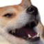 f_kekdog emote for Discord