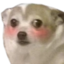 flushedDog emote for Discord