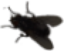 Fly0 emote for Discord