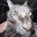 fluh static emote for Discord, Twitch and Slack