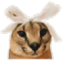floppaCute emote for Discord