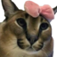 Flopencja emote for Discord