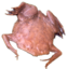 FlatFuckFrog emote for Discord